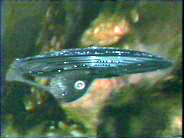 Tribute to Star Trek